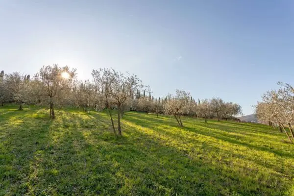 Agricolo via Nicola 2, Luni