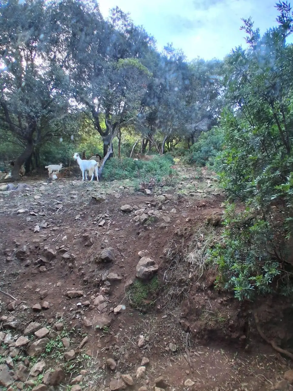 Immagine per Terreno Edificabile in vendita a Iglesias strada Provinciale 83
