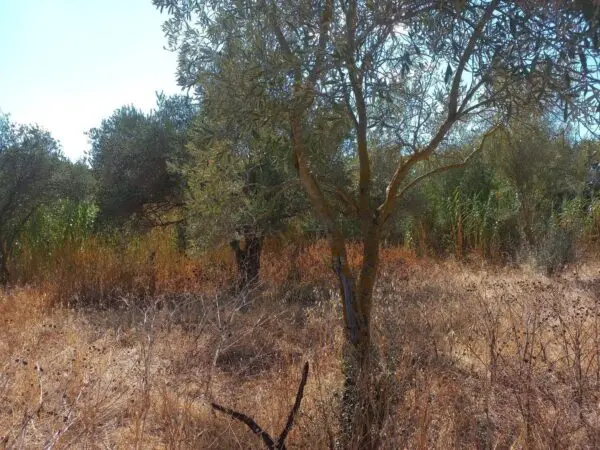 Terreno Edificabile via Barrancu Mannu, Santadi