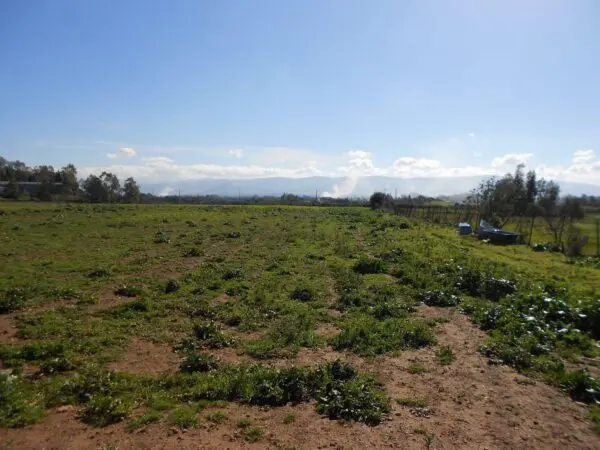 Terreno Agricolo Iglesias