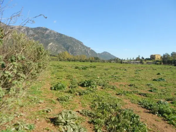 Terreno Agricolo Iglesias