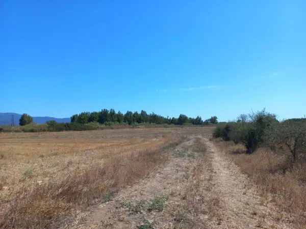 Terreno Agricolo via Provinciale, Villamassargia