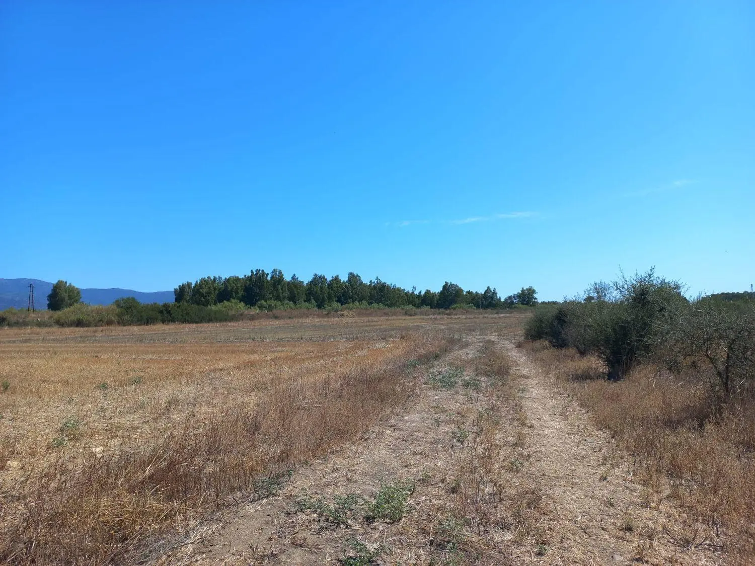 Immagine per Terreno Agricolo in vendita a Villamassargia via Provinciale