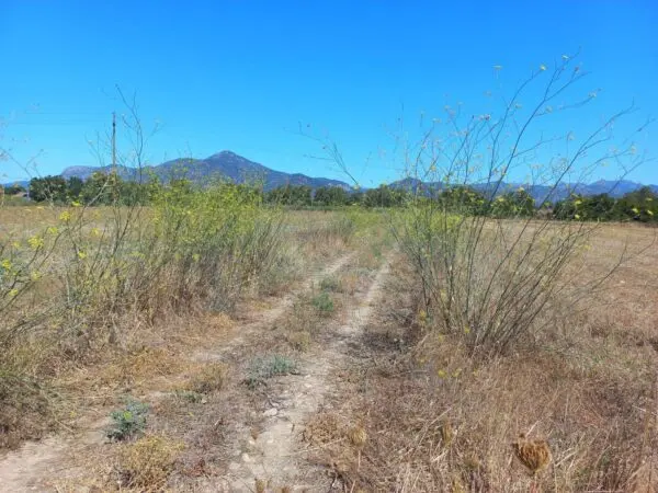 Terreno Agricolo via Provinciale, Villamassargia
