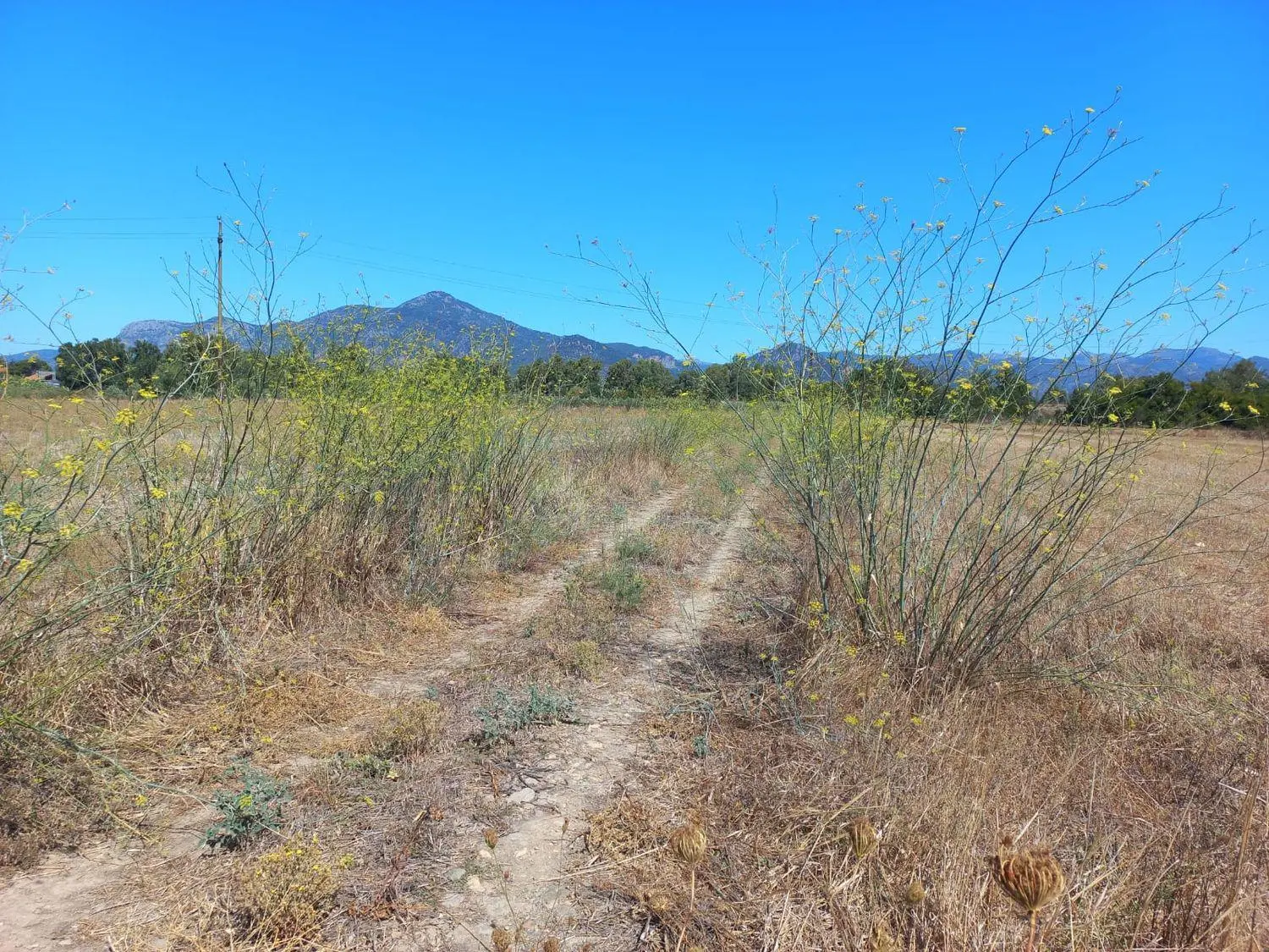 Immagine per Terreno Agricolo in vendita a Villamassargia via Provinciale