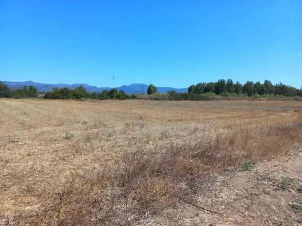 Terreno Agricolo via Provinciale, Villamassargia
