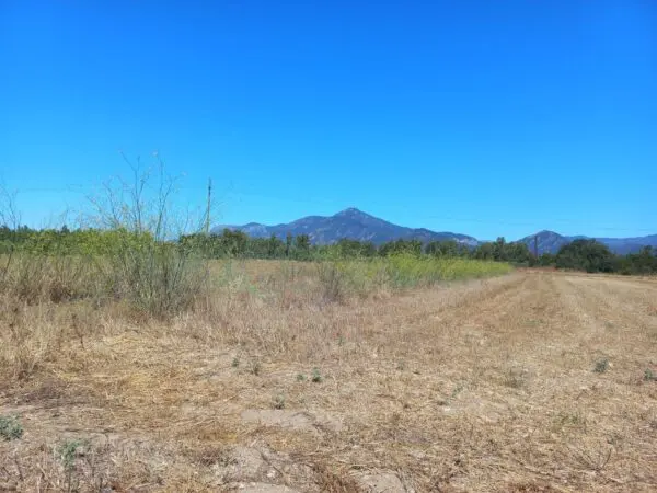 Terreno Agricolo via Provinciale, Villamassargia