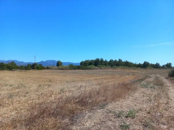 Terreno Agricolo via Provinciale, Villamassargia