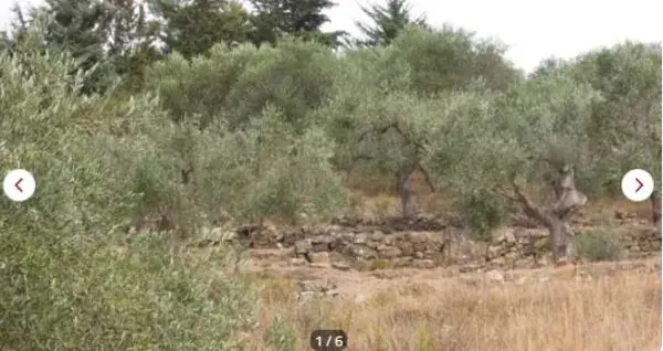Terreno Agricolo via Località San Bernardo, Pompeiana
