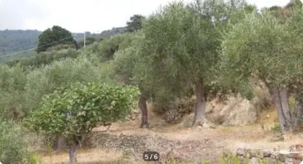 Terreno Agricolo via Località San Bernardo, Pompeiana