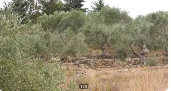 Terreno Agricolo via Località San Bernardo, Pompeiana