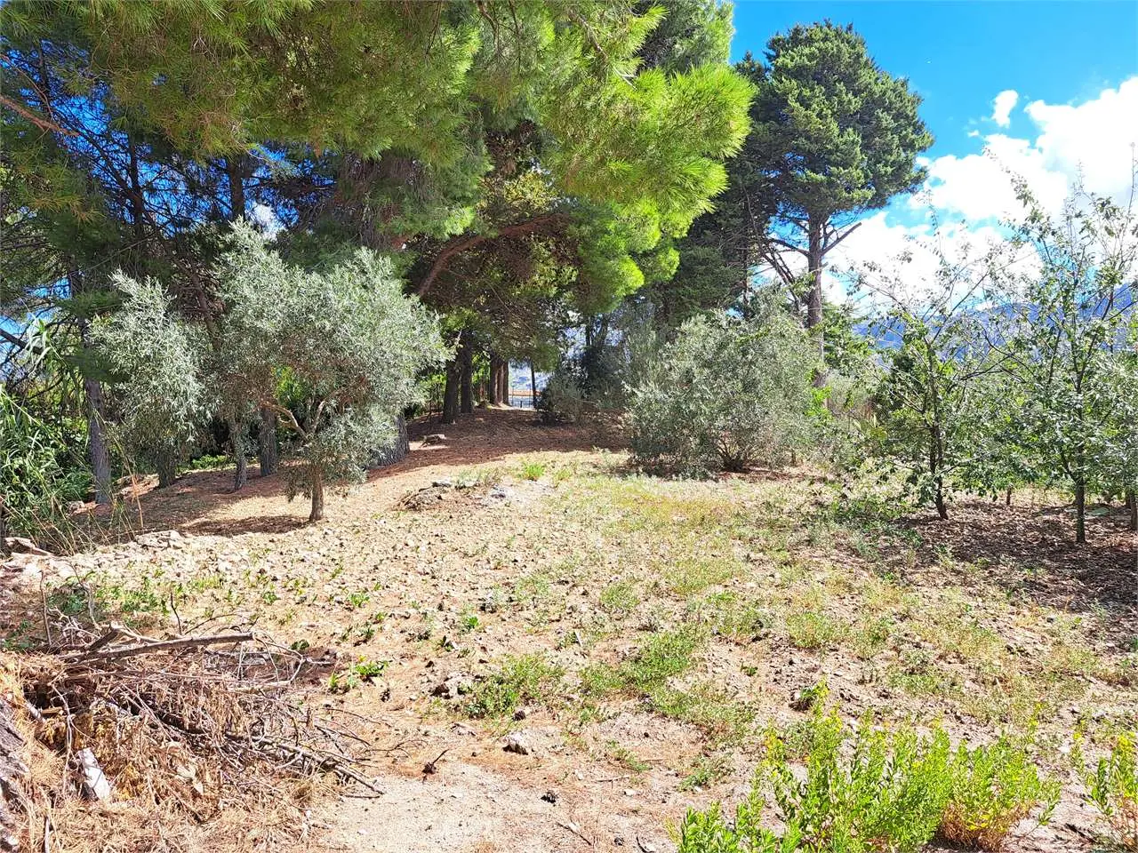 Immagine per Villa in vendita a Monreale