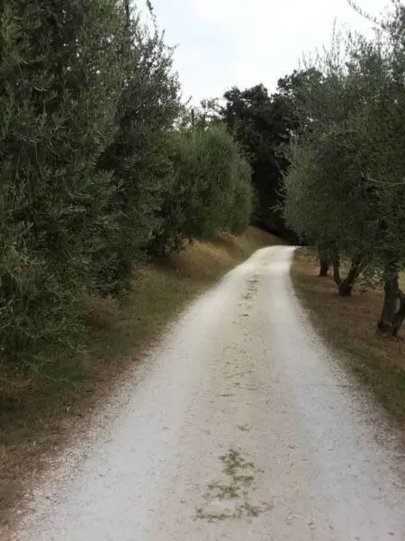 Immagine per Agriturismo in vendita a Offagna via Traversa Massa