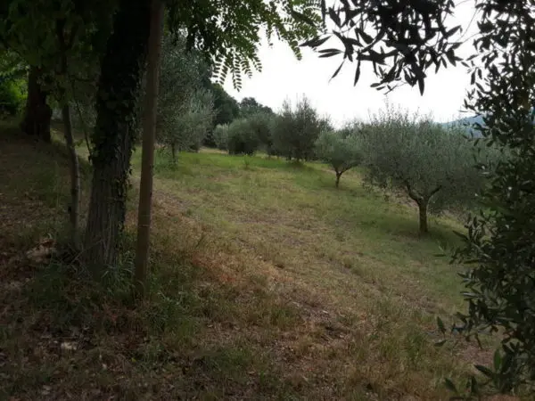 Immagine per Agriturismo in vendita a Offagna via Traversa Massa