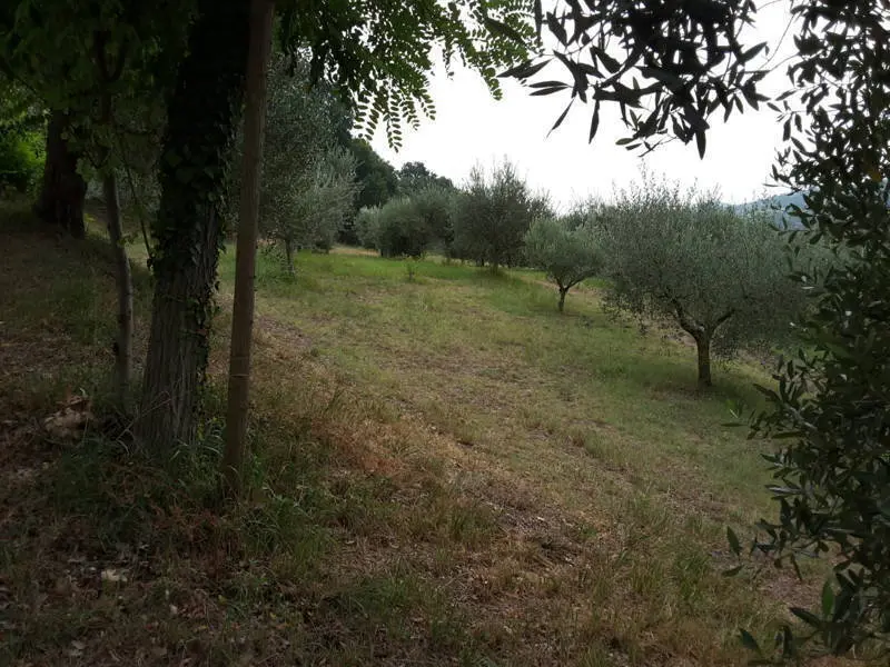 Immagine per Agriturismo in vendita a Offagna via Traversa Massa