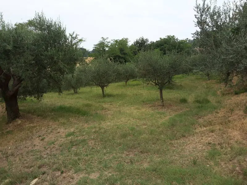 Immagine per Agriturismo in vendita a Offagna via Traversa Massa