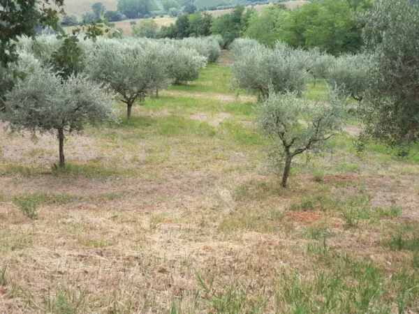 Immagine per Agriturismo in vendita a Offagna via Traversa Massa