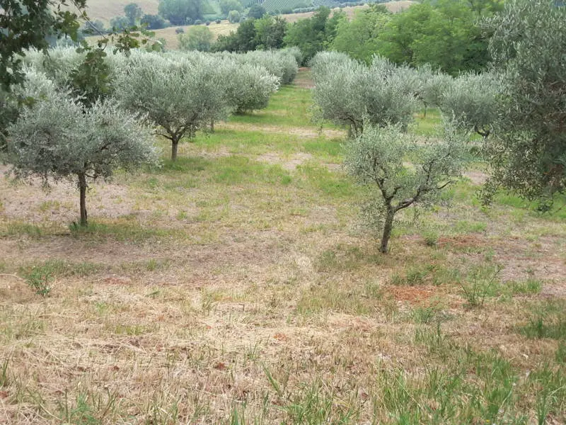 Immagine per Agriturismo in vendita a Offagna via Traversa Massa