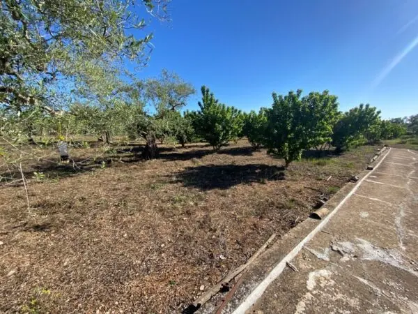 Immagine per Uliveto in vendita a Gioia del Colle via Vicinale Oronzino 5296