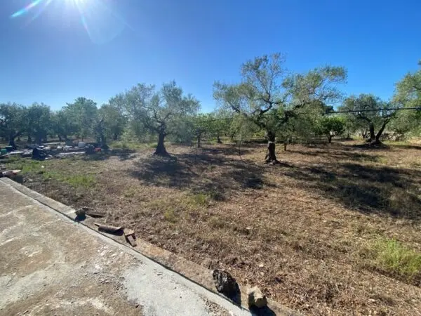 Immagine per Uliveto in vendita a Gioia del Colle via Vicinale Oronzino 5296
