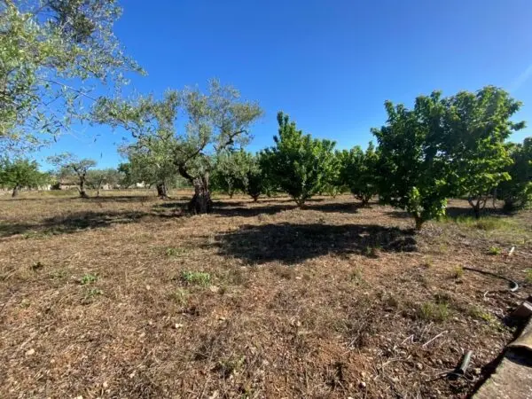 Immagine per Uliveto in vendita a Gioia del Colle via Vicinale Oronzino 5296