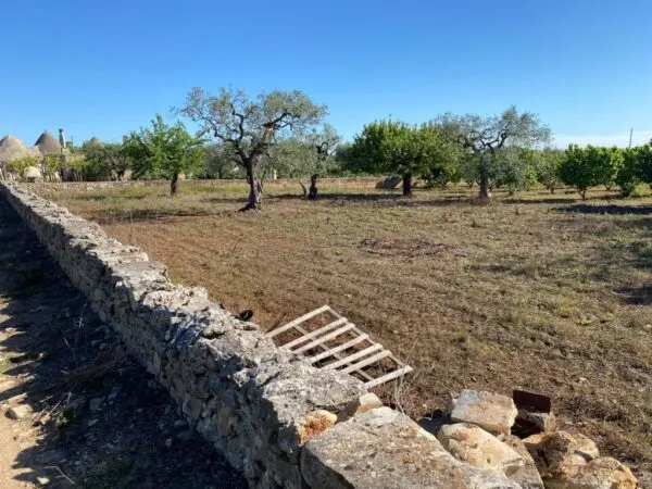 Immagine per Uliveto in vendita a Gioia del Colle via Vicinale Oronzino 5296