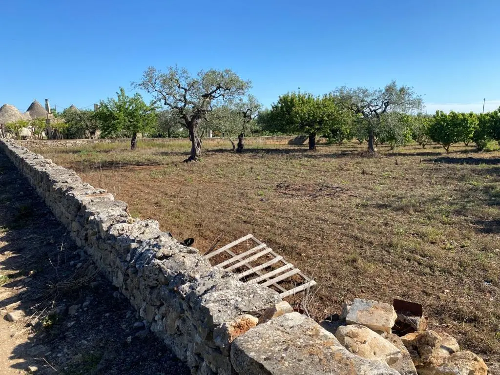 Immagine per Uliveto in vendita a Gioia del Colle via Vicinale Oronzino 5296