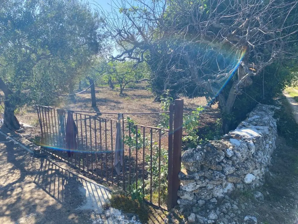 Immagine per Uliveto in vendita a Gioia del Colle via Vicinale Oronzino 5296