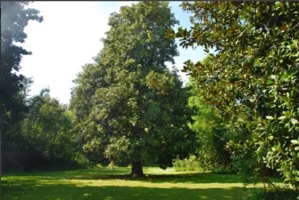 Villa via Di Piaggiori 316, Capannori