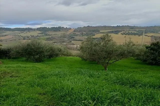 Immagine per Uliveto in vendita a San Benedetto del Tronto via Contrada Monte Aquilino