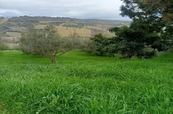 Uliveto via Contrada Monte Aquilino, San Benedetto Del Tronto