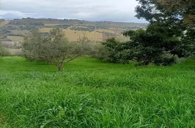Immagine per Uliveto in vendita a San Benedetto del Tronto via Contrada Monte Aquilino