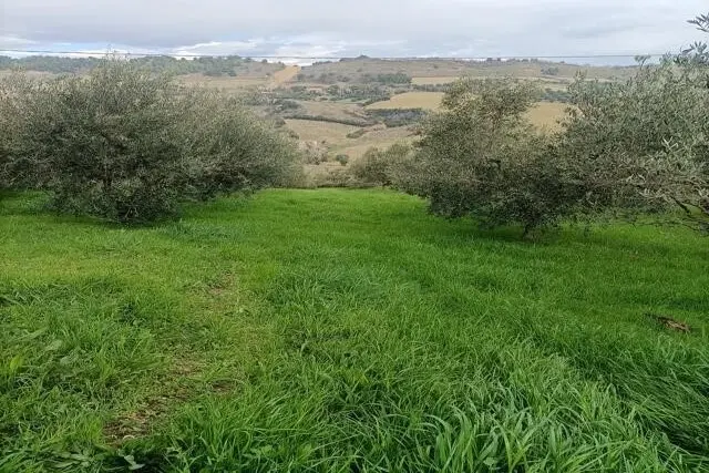 Immagine per Uliveto in vendita a San Benedetto del Tronto via Contrada Monte Aquilino