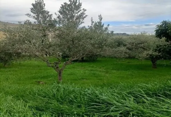 Uliveto via Contrada Monte Aquilino, San Benedetto Del Tronto