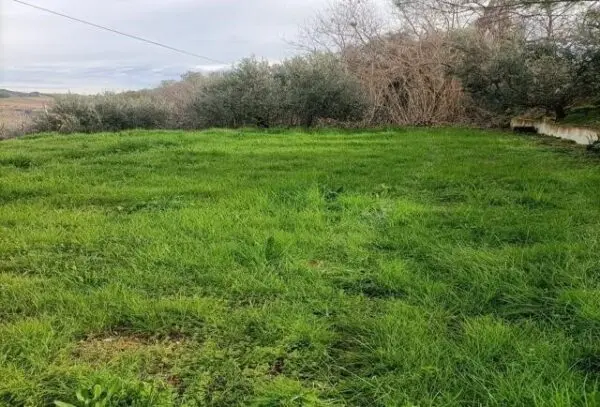 Immagine per Uliveto in vendita a San Benedetto del Tronto via Contrada Monte Aquilino