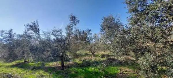 Uliveto via Contrada Monte Aquilino, San Benedetto Del Tronto