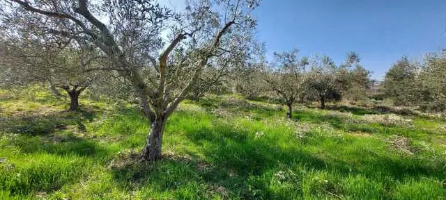Immagine per Uliveto in vendita a San Benedetto del Tronto via Contrada Monte Aquilino