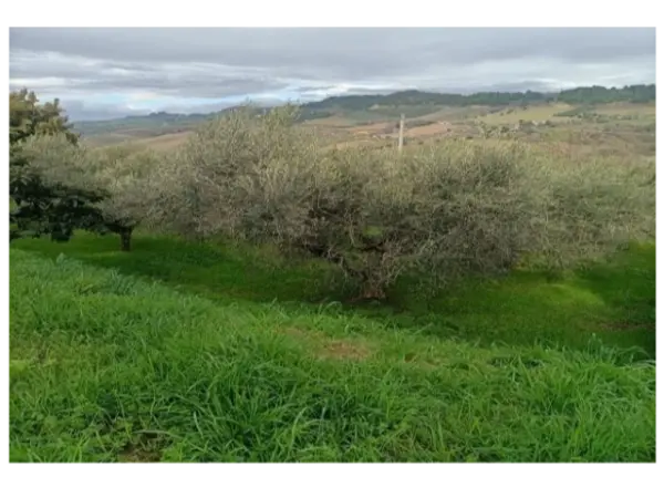 Uliveto via Contrada Monte Aquilino, San Benedetto Del Tronto