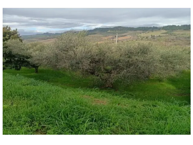 Immagine per Uliveto in vendita a San Benedetto del Tronto via Contrada Monte Aquilino