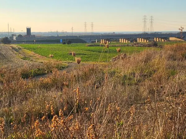 Industriale strada Vicinale Di Scorticagatti 8, Tarquinia