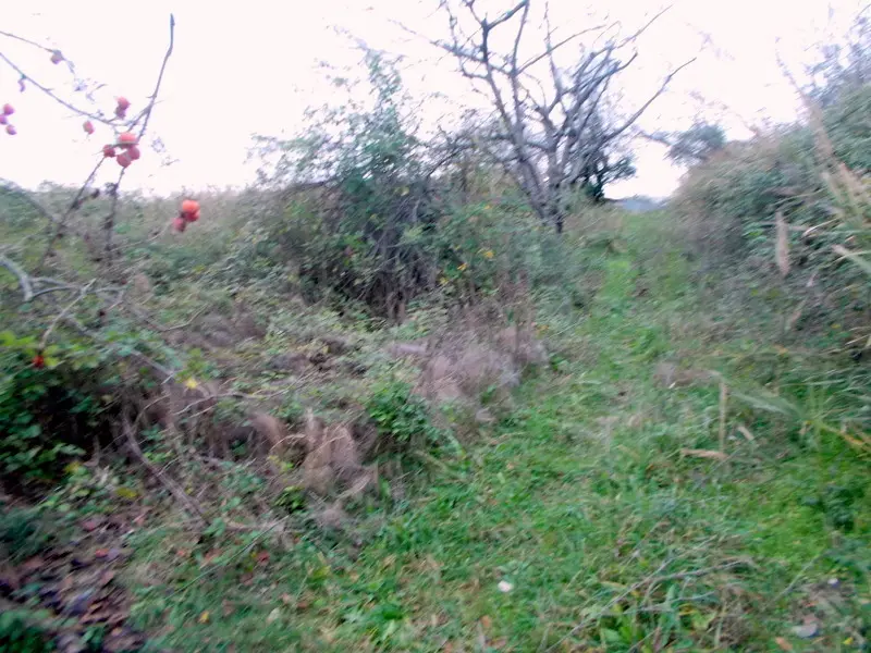 Immagine per Casale in vendita a San Benedetto del Tronto via Contrada Monterenzo