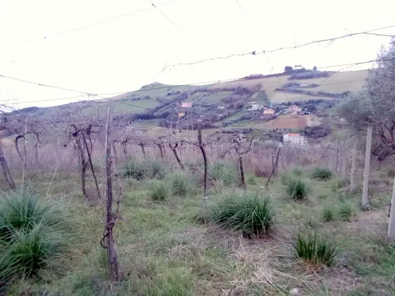 Immagine per Casale in vendita a San Benedetto del Tronto via Contrada Monterenzo