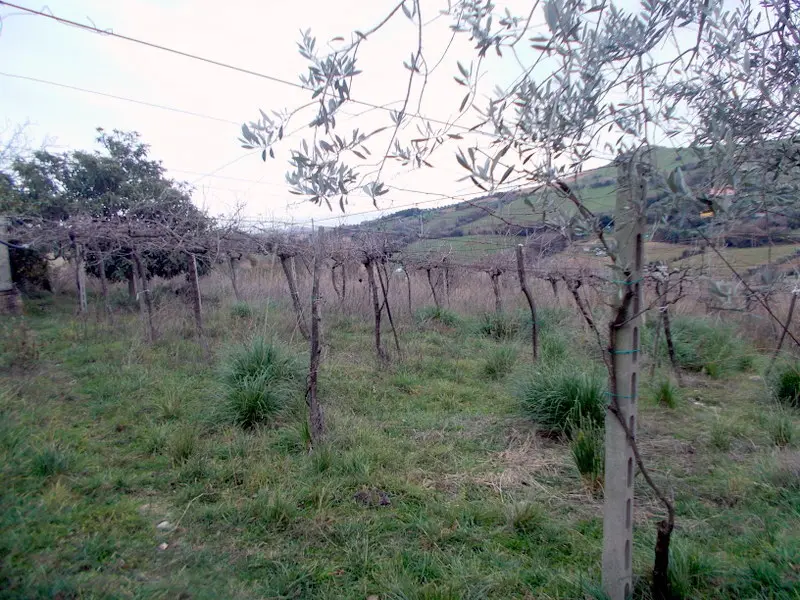 Immagine per Casale in vendita a San Benedetto del Tronto via Contrada Monterenzo