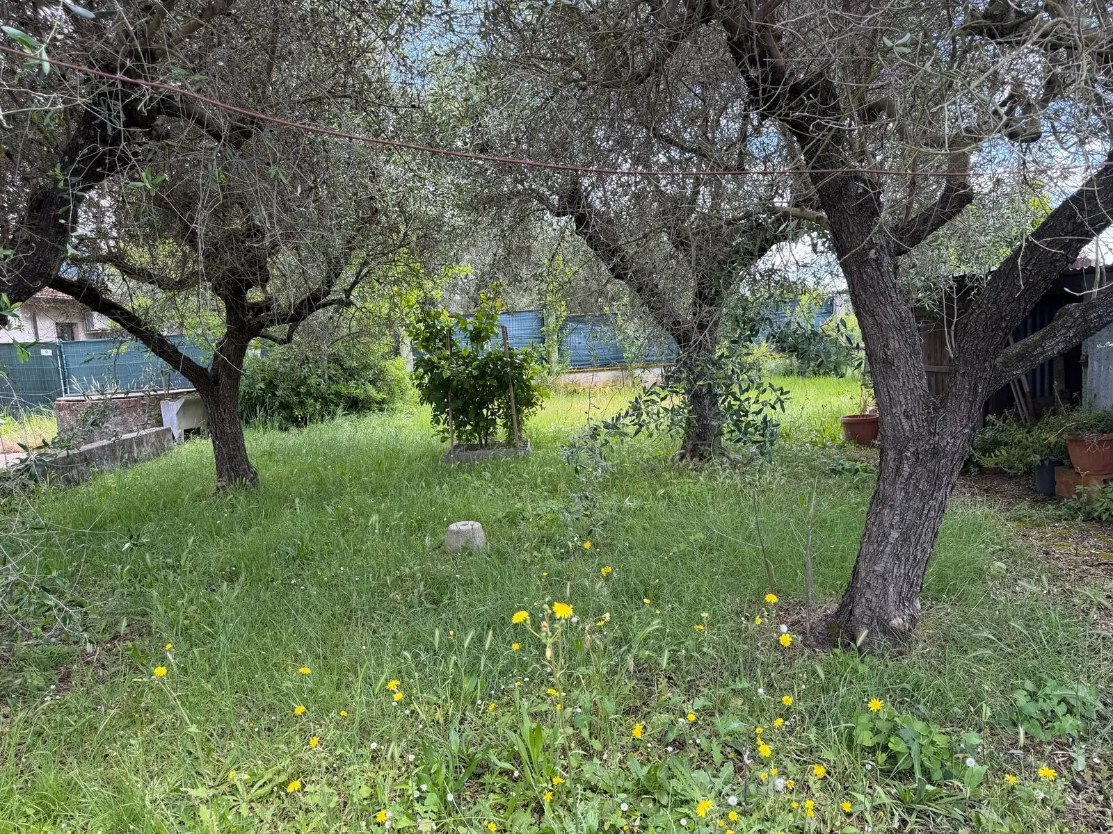Immagine per Terratetto in vendita a Luni via Dei Pini 2