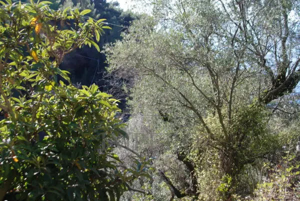 Area Verde via Case Gina 13, Ventimiglia