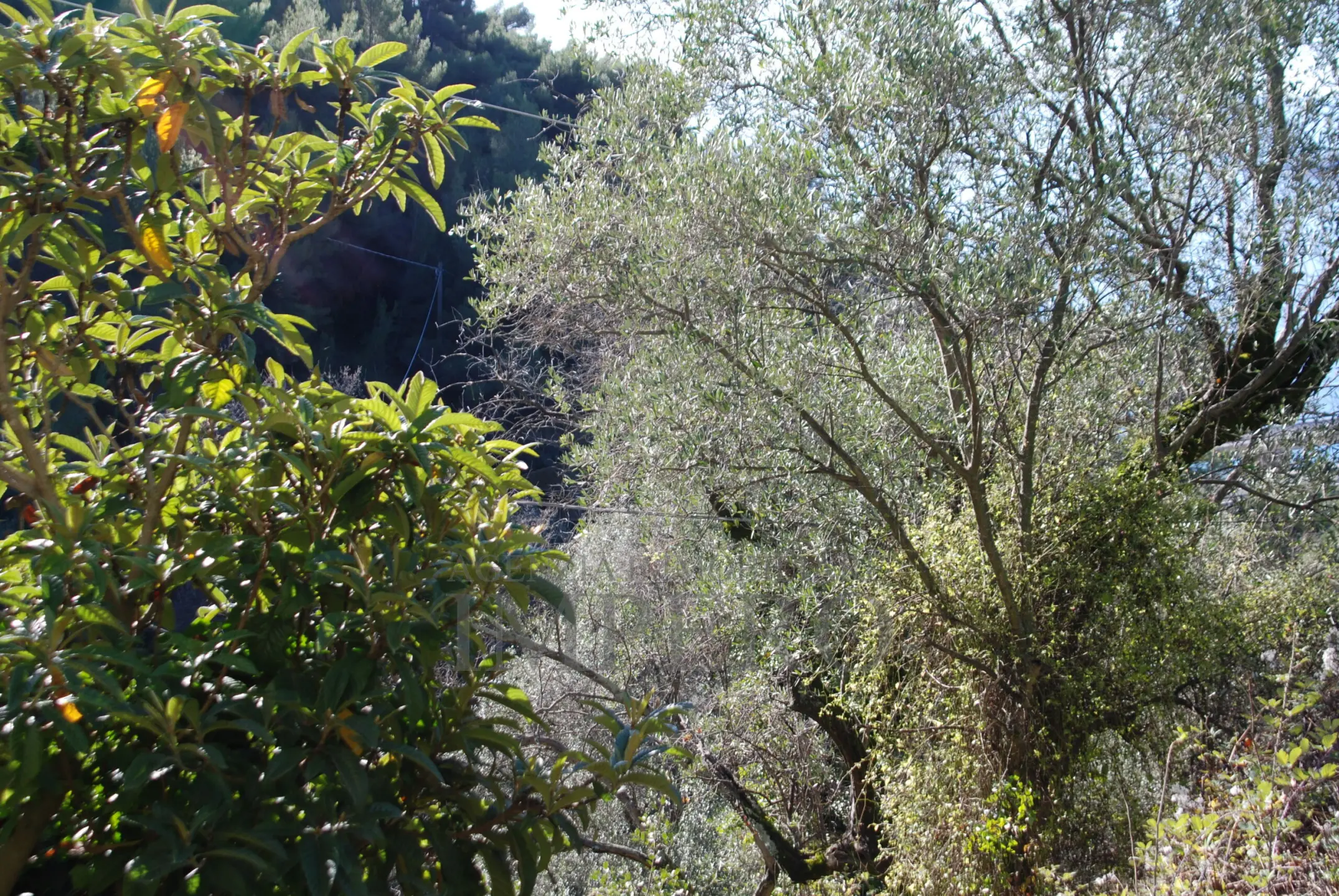 Immagine per Area verde in vendita a Ventimiglia via Case Gina 13