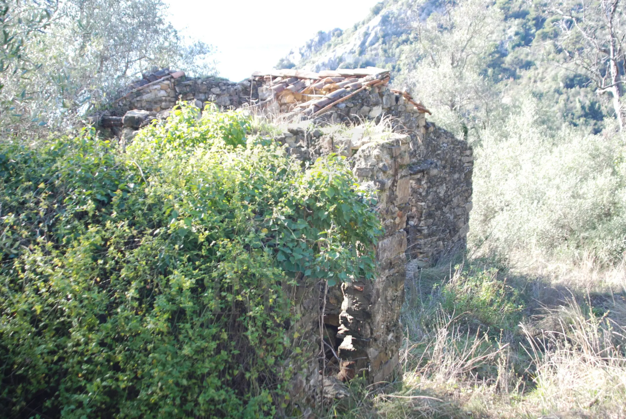 Immagine per Area verde in vendita a Ventimiglia via Case Gina 13