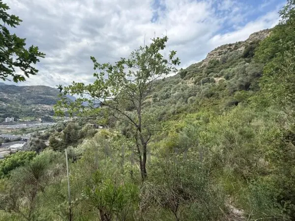 Uliveto via Monsignor Nicolò Peitavino, Ventimiglia