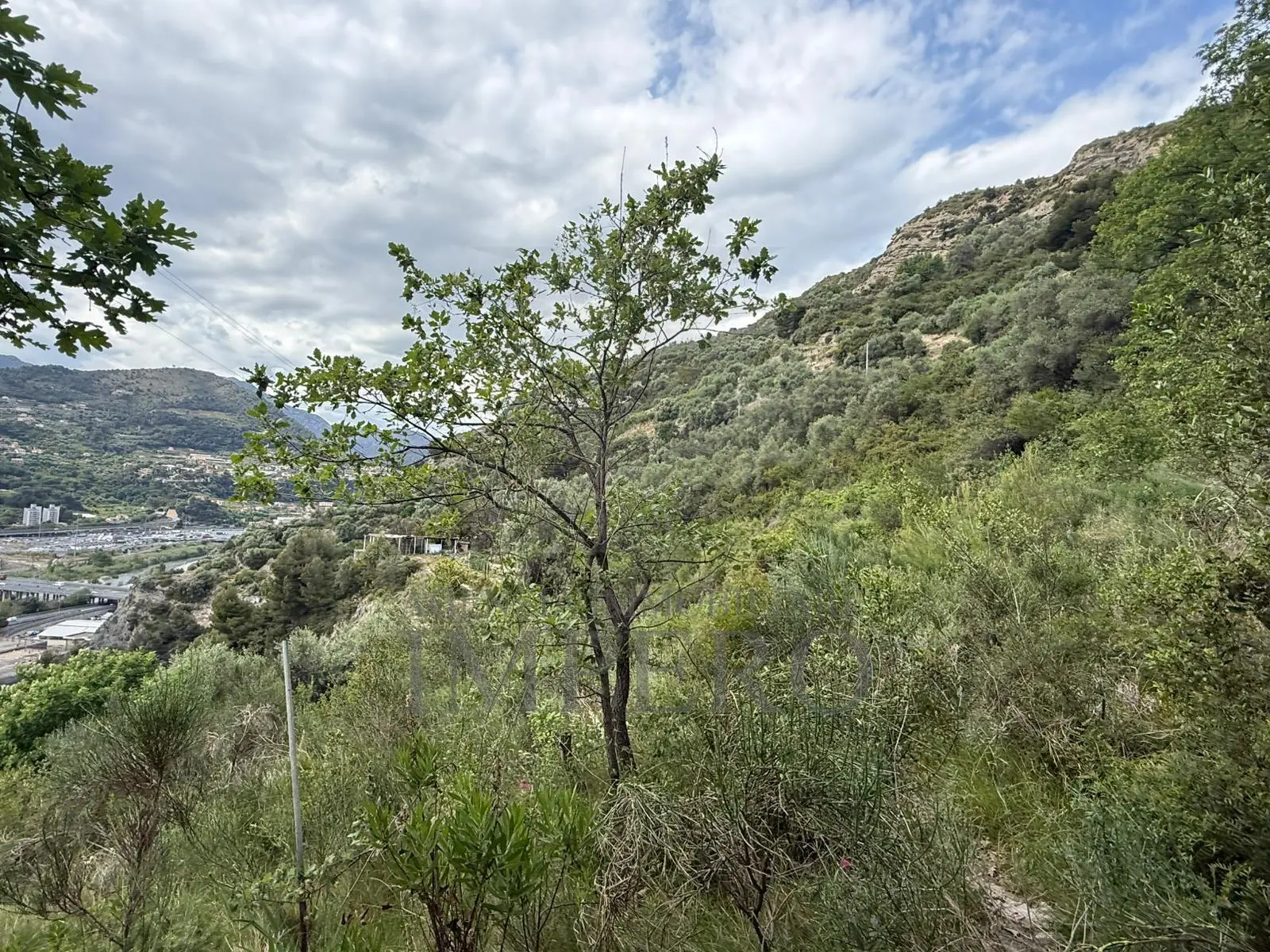 Immagine per Uliveto in vendita a Ventimiglia via Monsignor Nicolò Peitavino
