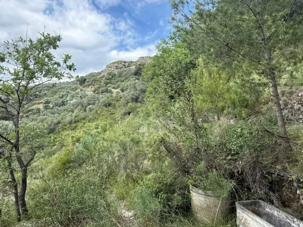 Uliveto via Monsignor Nicolò Peitavino, Ventimiglia